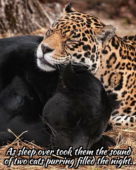 ZomboMeme 19012018121612